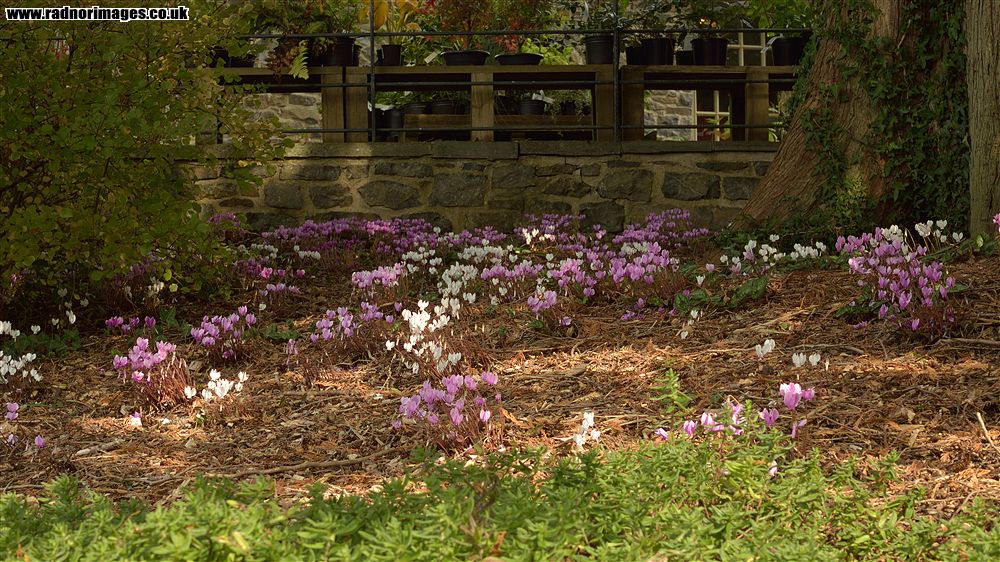 Aberglasney Gardens
