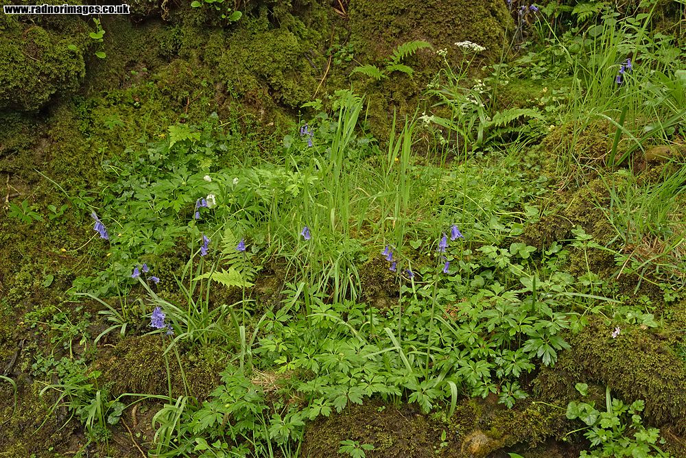 Afon Irfon