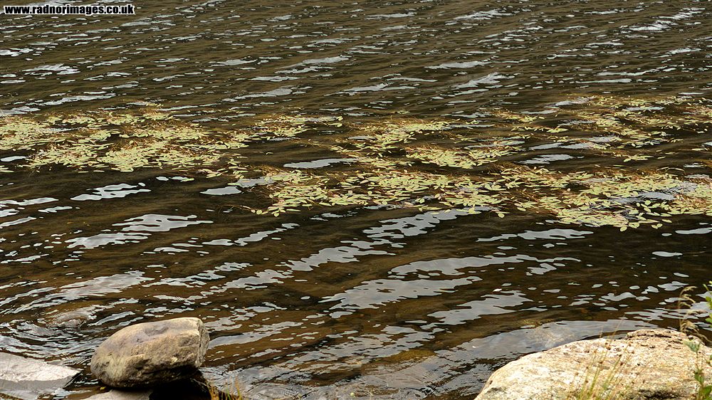 Afon Ogwen