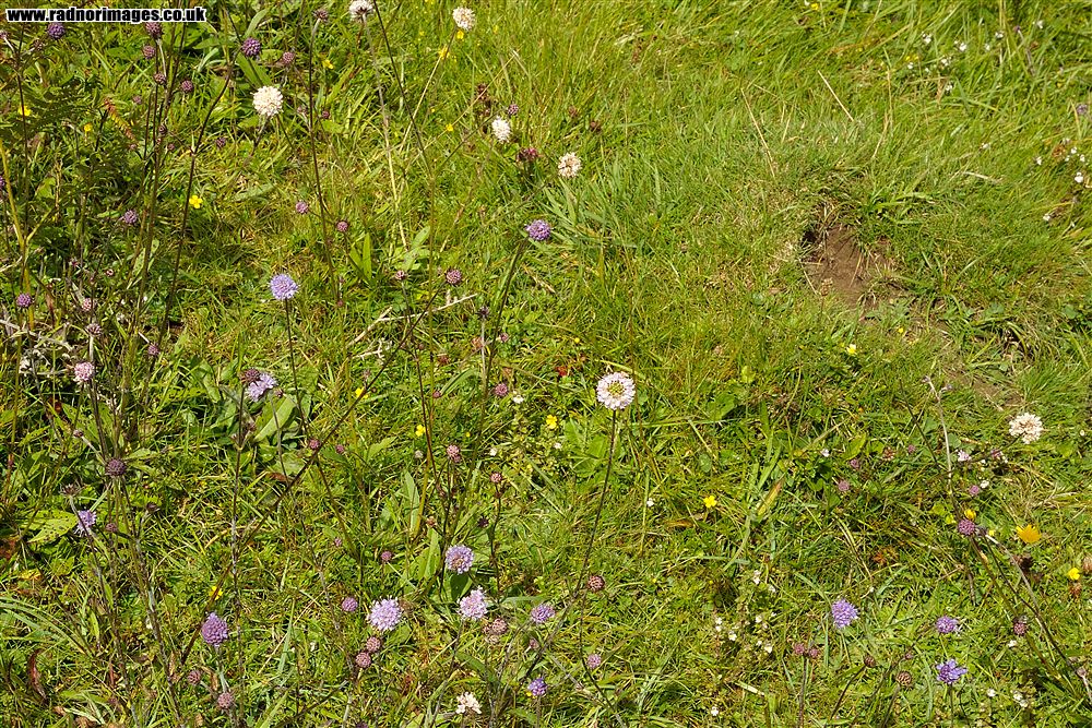 Allt Rhongyr Nature Reserve