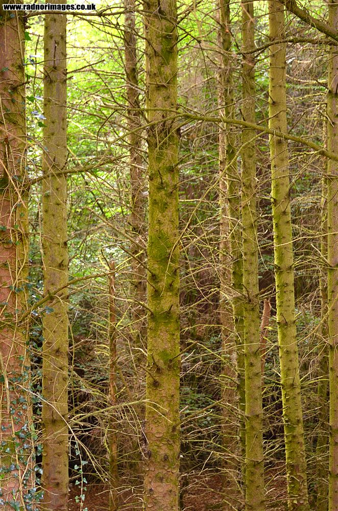 Bont Newydd