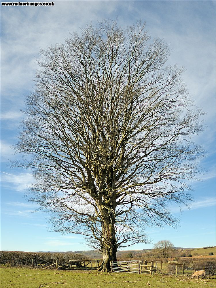 Brechfa Common