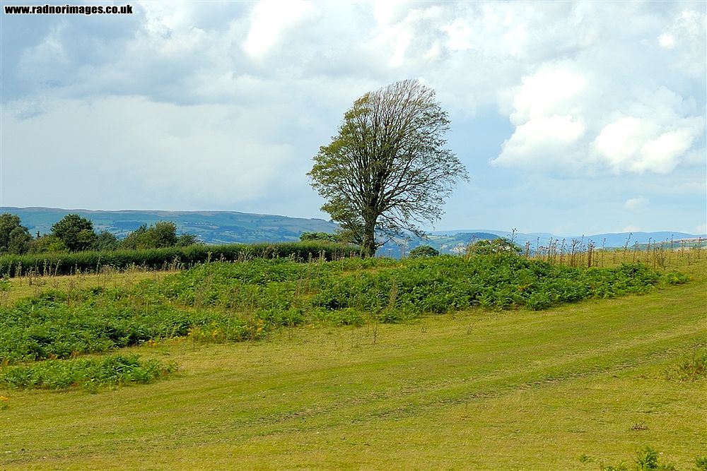 Brechfa Common