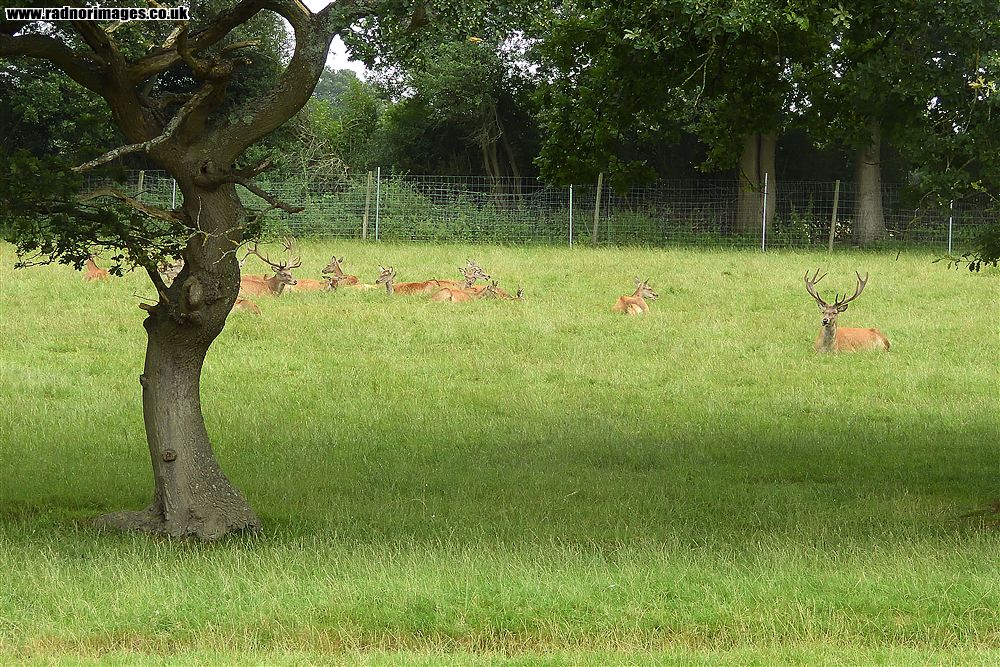British Wildlife Centre