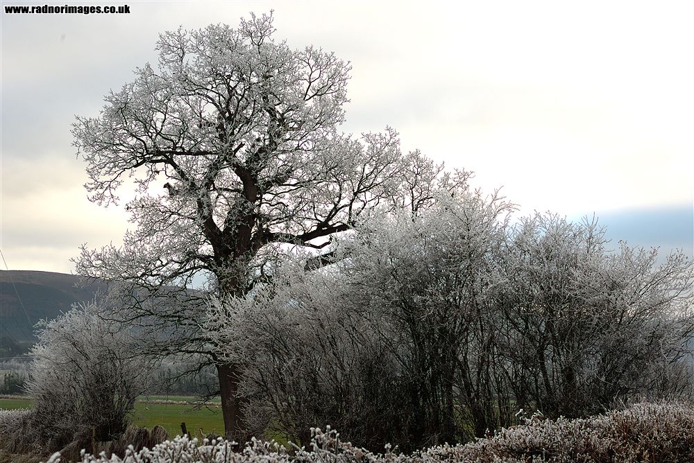 Caersws