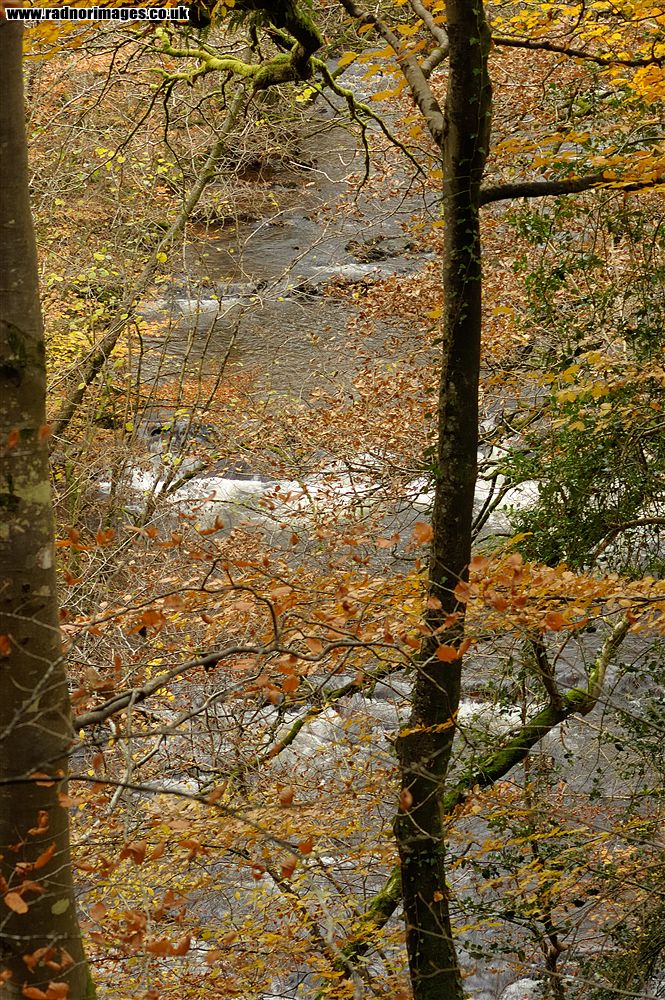 Coed Dyrysiog