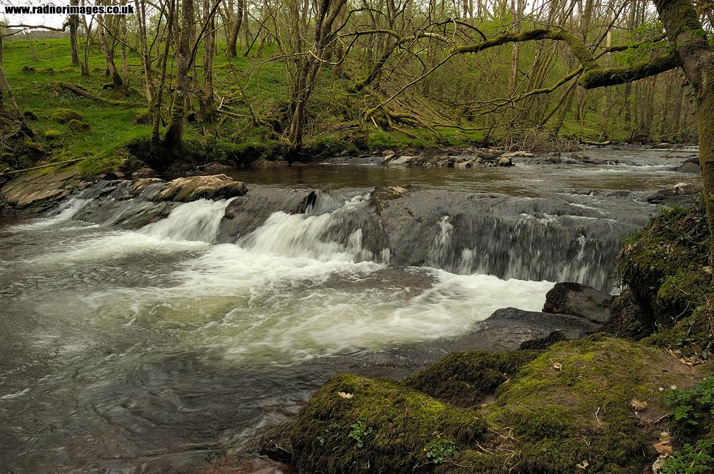 Coed Dyrysiog