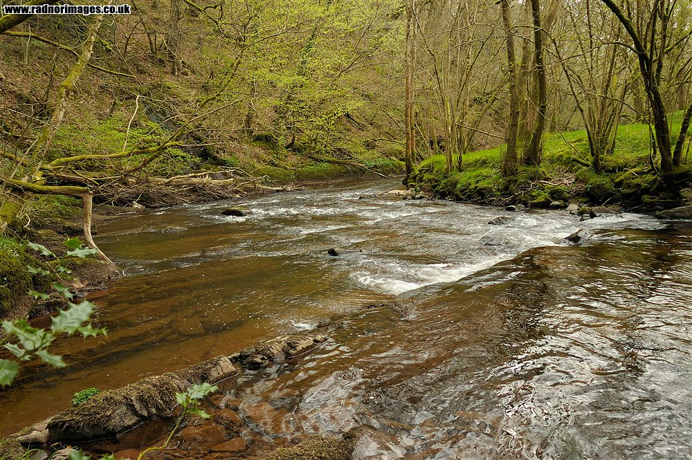 Coed Dyrysiog