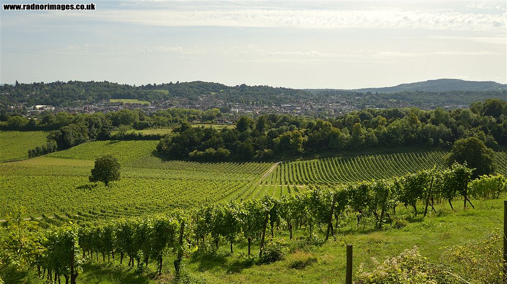 Dorking