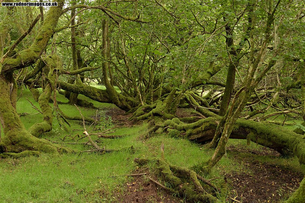 Epynt