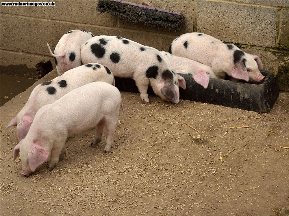 Godstone Farm