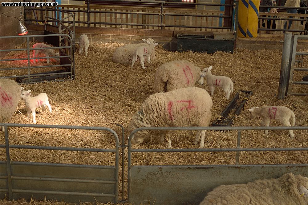 Godstone Farm