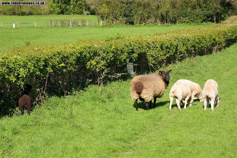 Hay on Wye