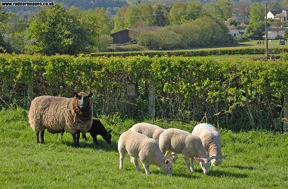 Hay on Wye