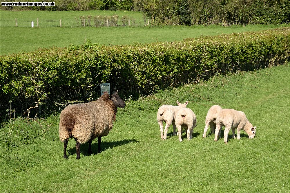 Hay on Wye