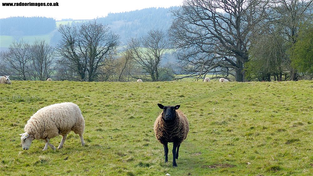 Hay on Wye