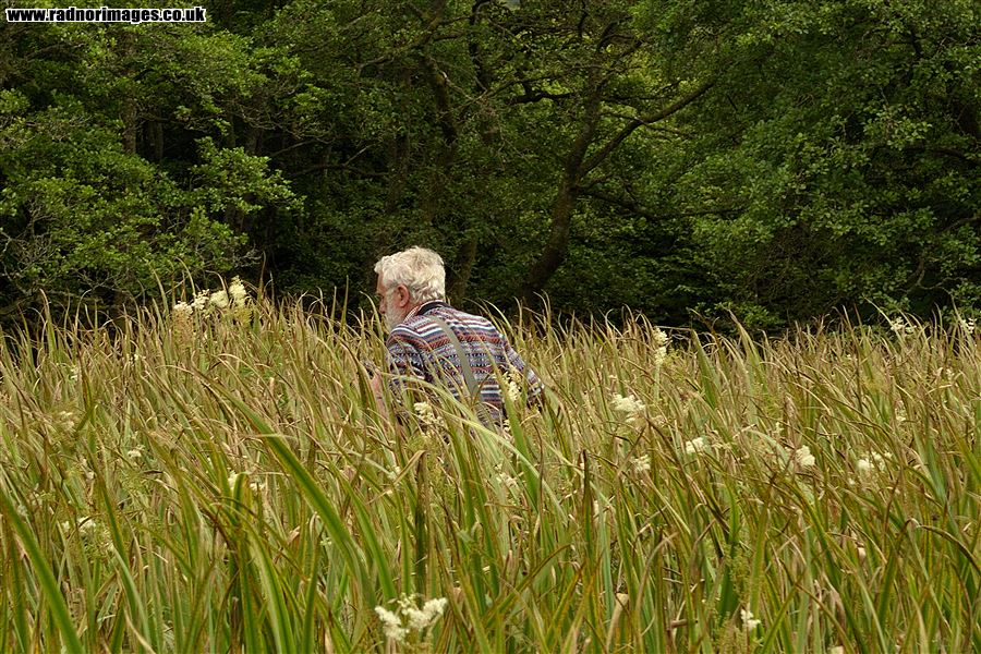 In the Reeds, picture 1 of 1