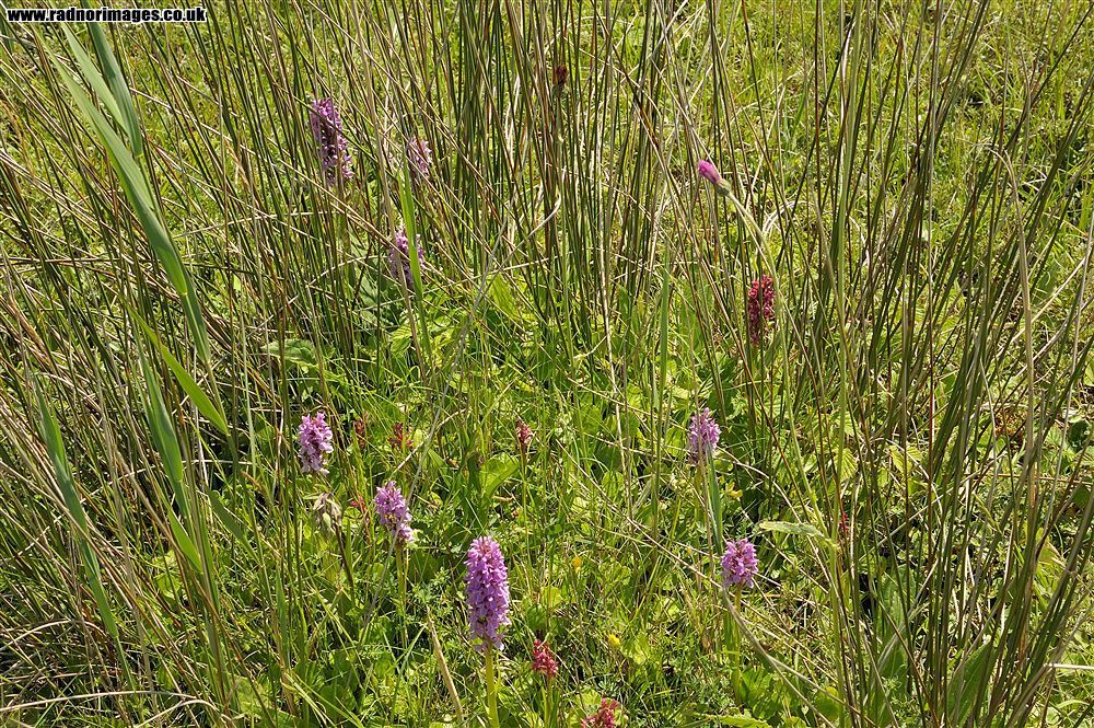 Kenfig