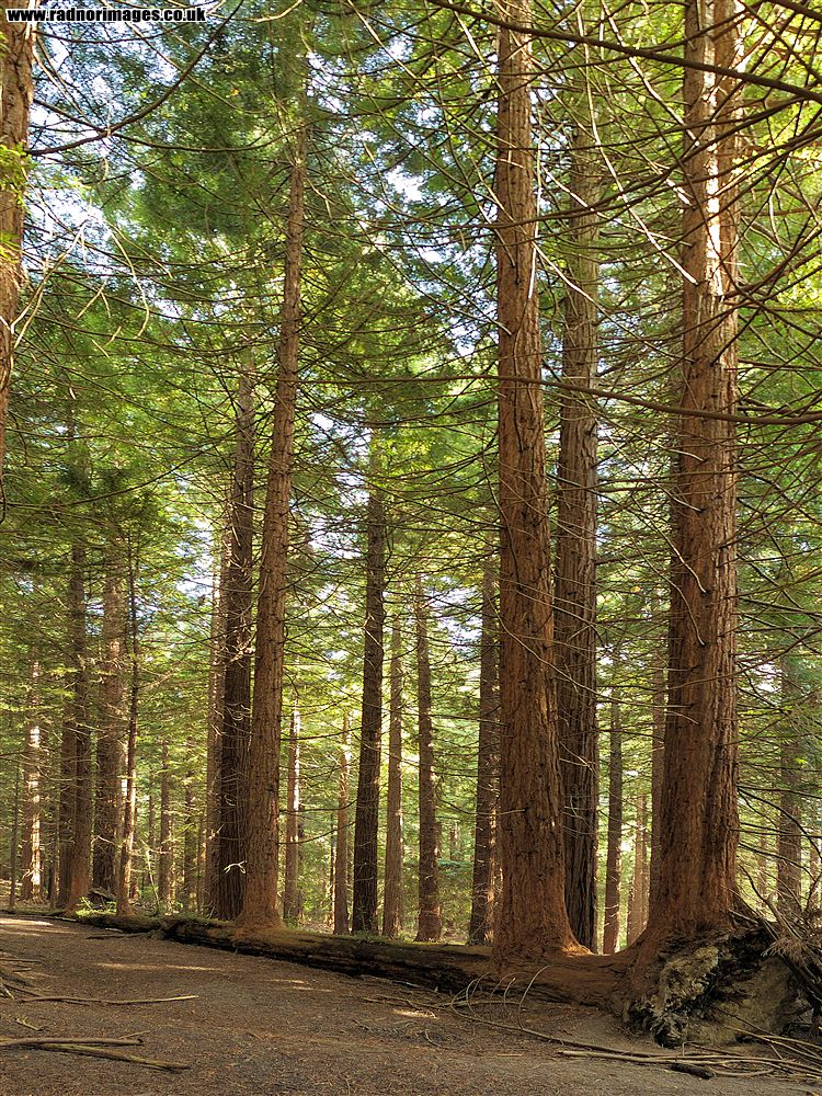 Leighton Arboretum