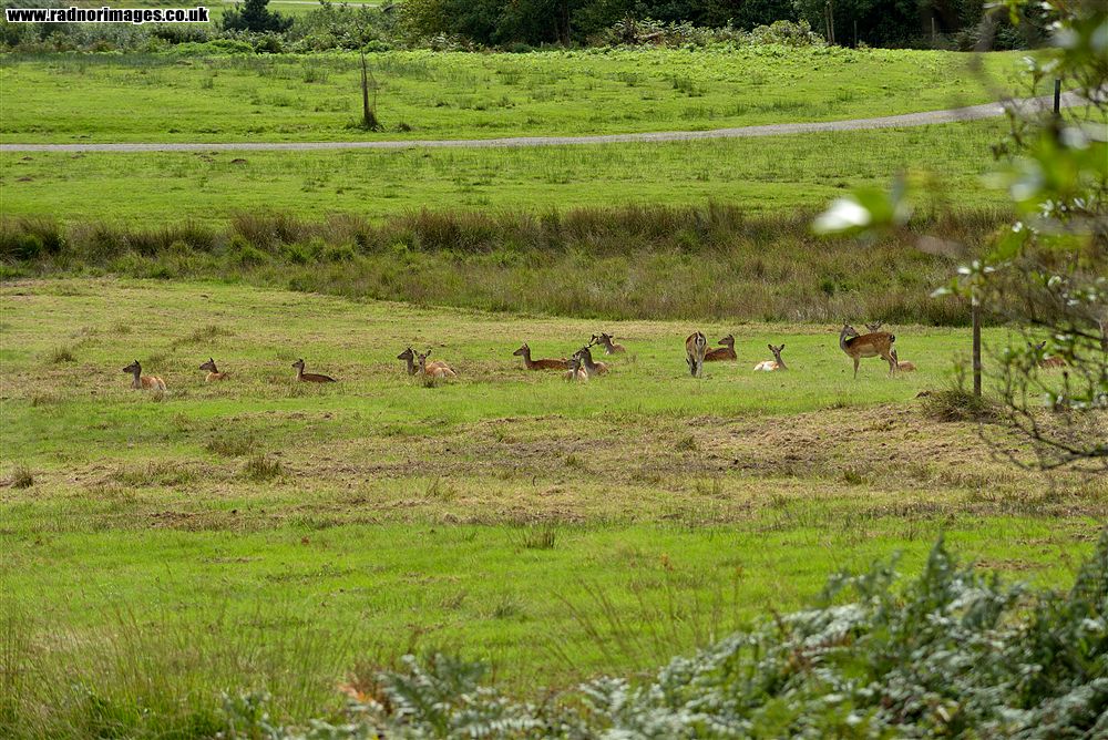 Margam Park