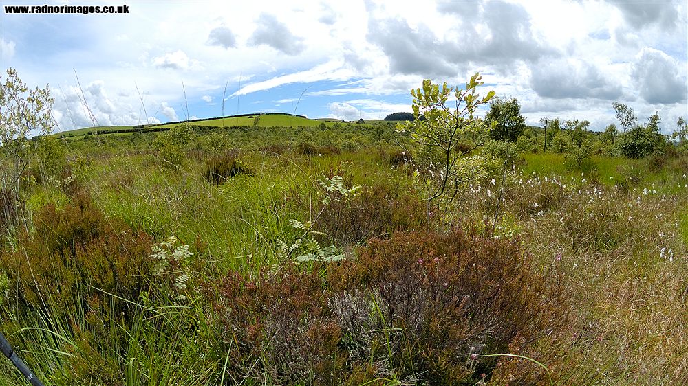 Rhos Goch