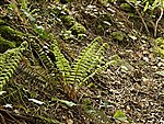 Young Soft-shield Fern