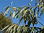 Variegated Chestnut