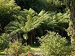 Tree Ferns