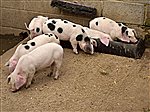 Godstone Farm