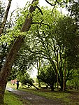 Tree Gazing