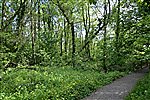 Wet Woodland