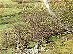 Wild Apples