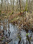 Rhos Goch Woodland