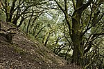 Mount Edgcumbe woodland