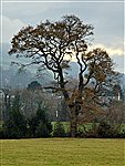 Trees in autumn