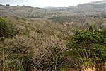 Glengarriff Woods