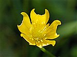 Nibbled Buttercup