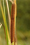 Bulrush