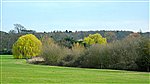 Willow etc