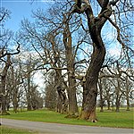 Sweet chestnut trees