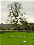 Tree and Sheep