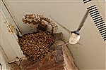 House Martins' nest