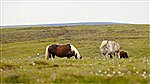 Horses near Twmpa