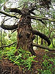 Ardnagashel trees