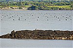 Ardnagashel view with cormorant on rock