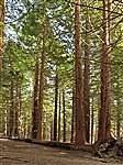 Fallen Sequoia sempervirens Regrowth