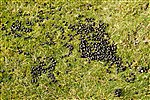 Sheep Poo