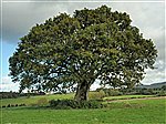 Sessile Oak