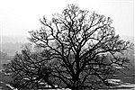Tree in Winter