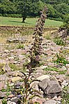 Unusual Foxglove